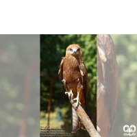 گونه کورکور سیاه Black Kite